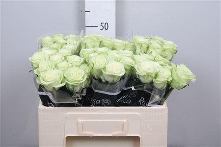 <h4>R Gr Noelle!</h4>