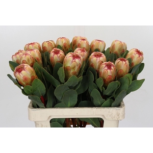 PROTEA GRANDICOLOR