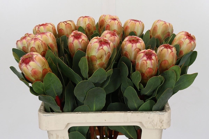 <h4>PROTEA GRANDICOLOR</h4>