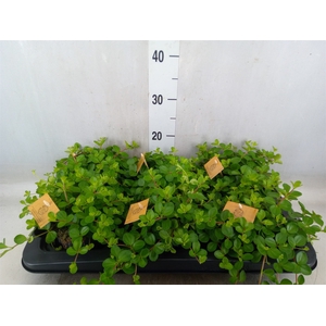 Peperomia rotundifolia