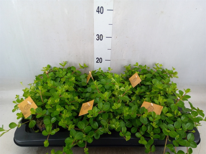 <h4>Peperomia rotundifolia</h4>