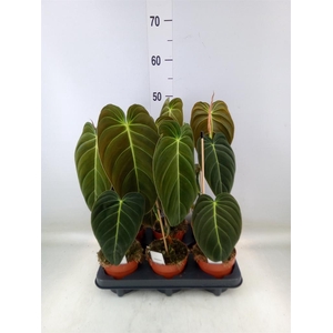 Philodendron melanochrysum