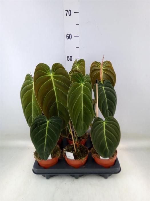 <h4>Philodendron melanochrysum</h4>