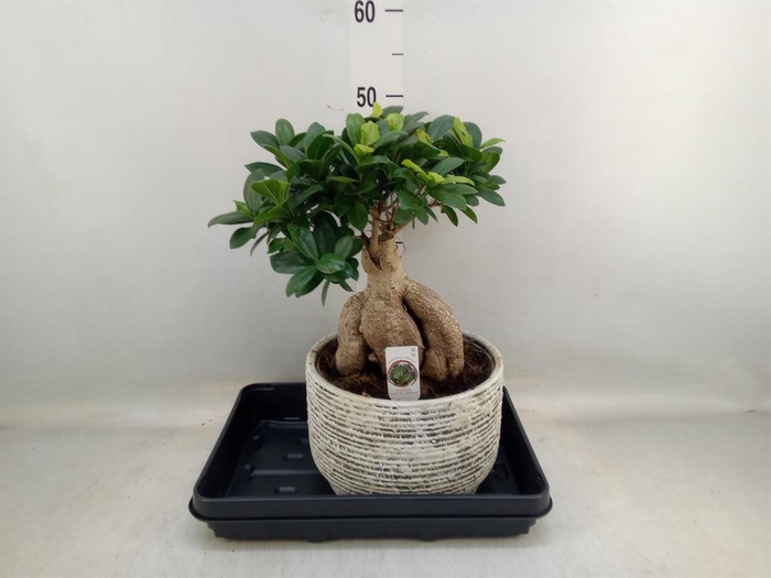 <h4>Ficus microcarpa 'Ginseng'</h4>