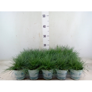 Festuca glauca 'Compacta Blue'