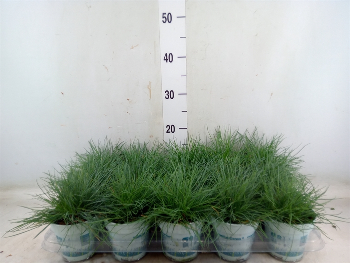 <h4>Festuca glauca 'Compacta Blue'</h4>