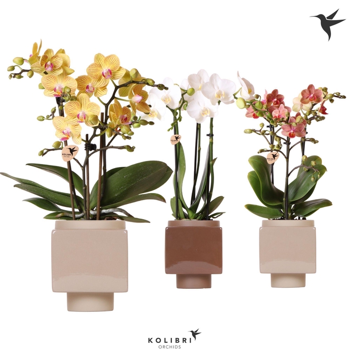 <h4>Kolibri Orchids Phalaenopsis mix 3 spike in Cube pot brown mix</h4>