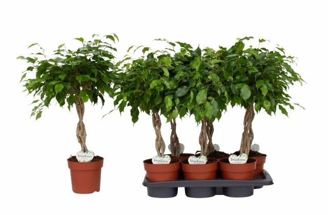 <h4>FIC BENJAMINA OV</h4>