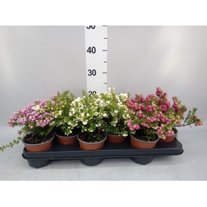 Gaultheria mucronata