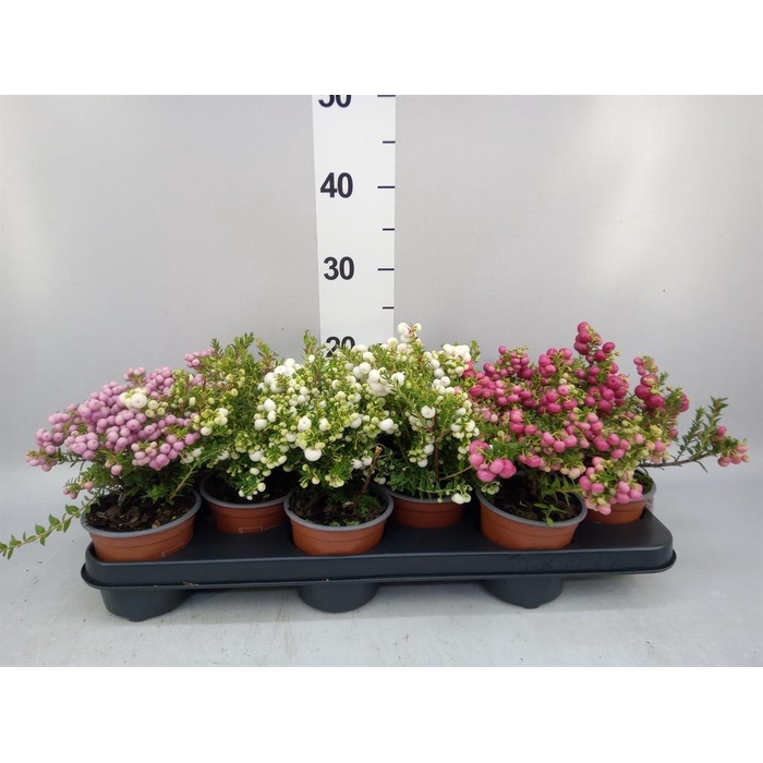 <h4>Gaultheria mucronata</h4>