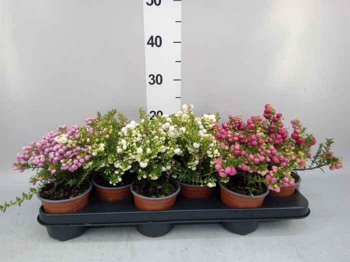 Gaultheria mucronata