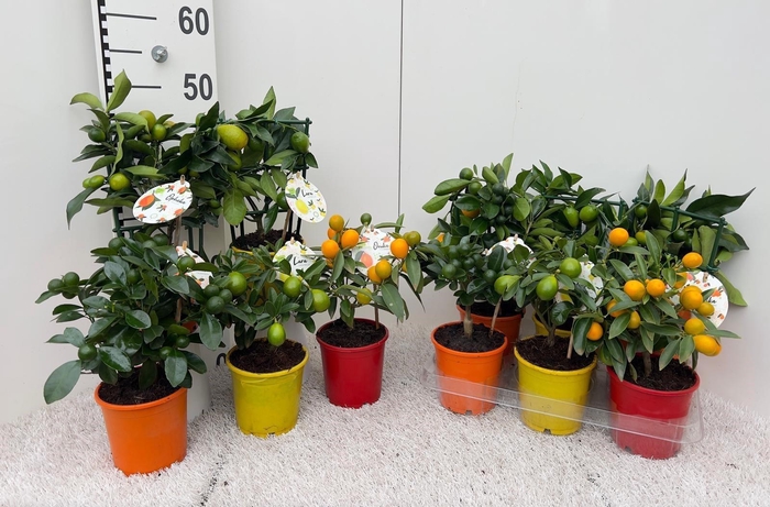 <h4>Citrus Mix 2+ Var bush/stem/trellis</h4>