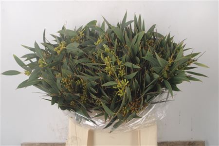 <h4>Euc Populus Berry Per Bunch 200 Gram S A</h4>