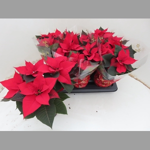 EUPHOR P CHR UNIVERS