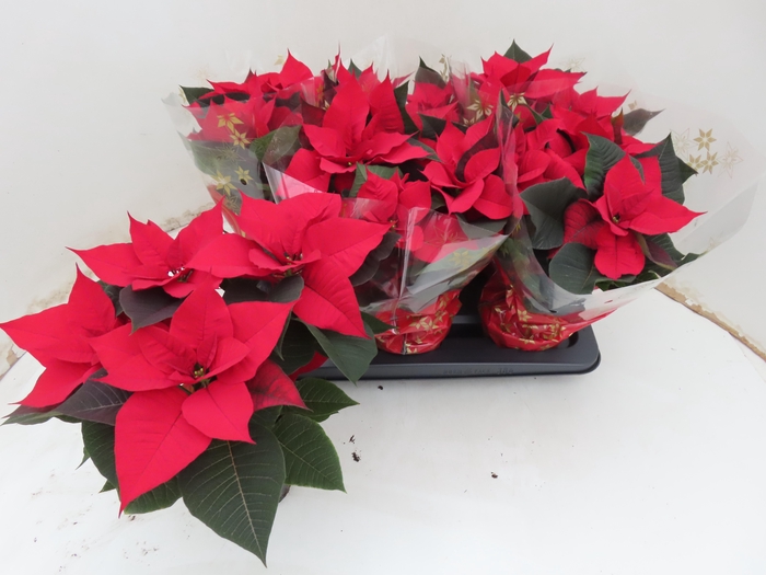 <h4>EUPHOR P CHR F RED</h4>