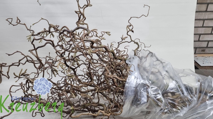 <h4>CORYLUS AVELLANA 'CONTORTA'</h4>