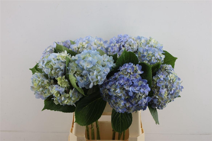 <h4>Hydr. M Light Blue 60-17</h4>