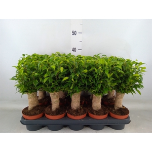 Ficus benja. 'Natasja'