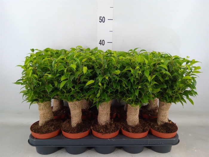 <h4>Ficus benja. 'Natasja'</h4>