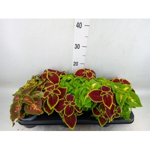 Plectranthus col. 'Wizard'   ...mix