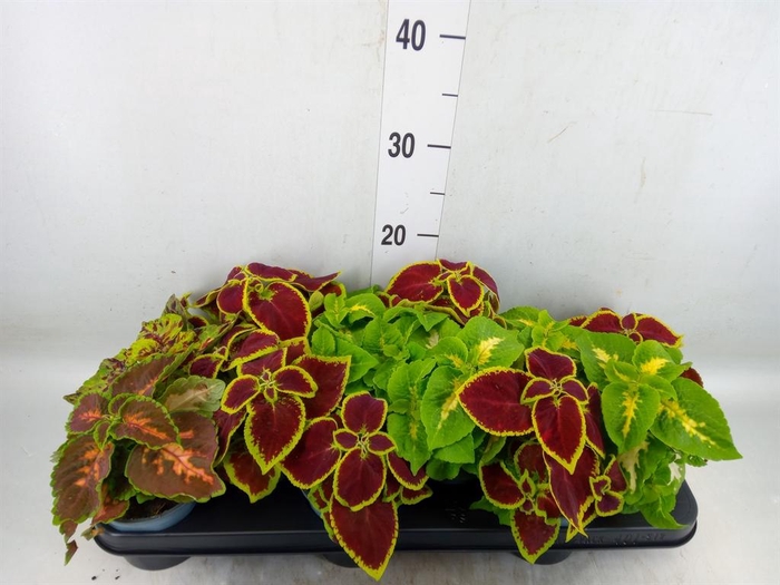 <h4>Plectranthus col. 'Wizard'   ...mix</h4>