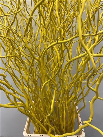 Salix 130cm Yellow