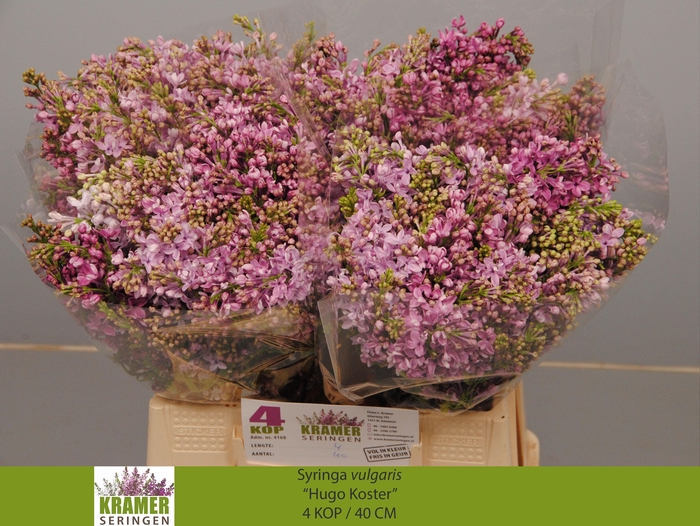 <h4>SYR V HUGO KOSTER</h4>