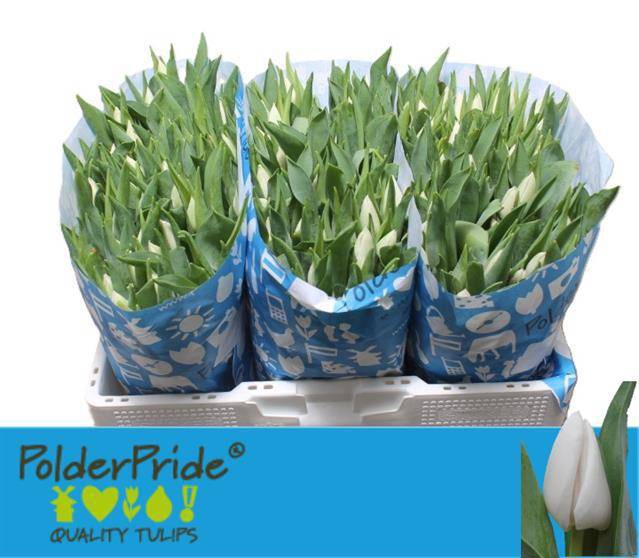 <h4>TU EN UPDATE</h4>