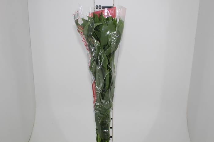 ALSTROEMERIA CHAMPAGNE 080 CM