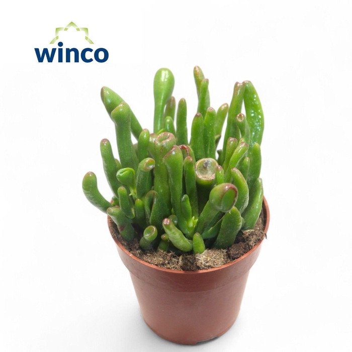 <h4>CRASS HOBBIT</h4>