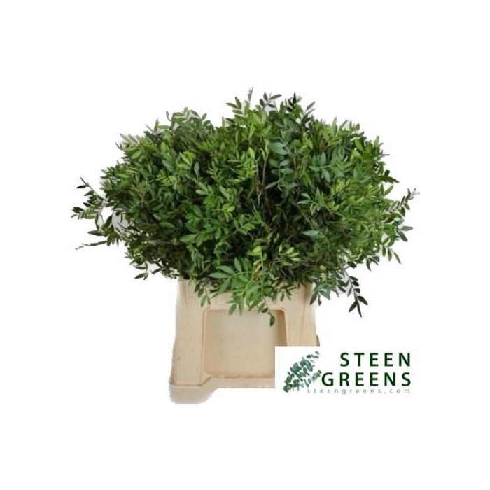 <h4>PISTA OV BLAD</h4>