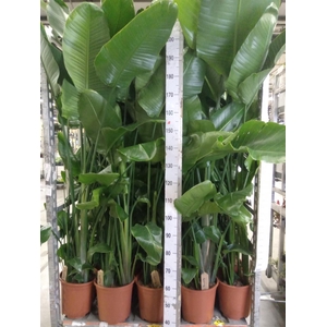 Strelitzia nicolai