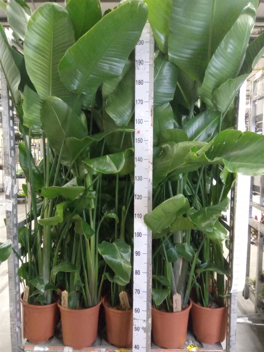<h4>Strelitzia nicolai</h4>