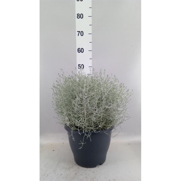 <h4>Leucophyta brownii</h4>