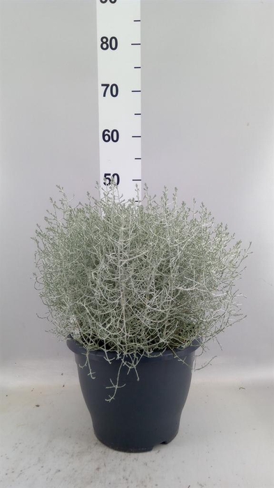 Leucophyta brownii