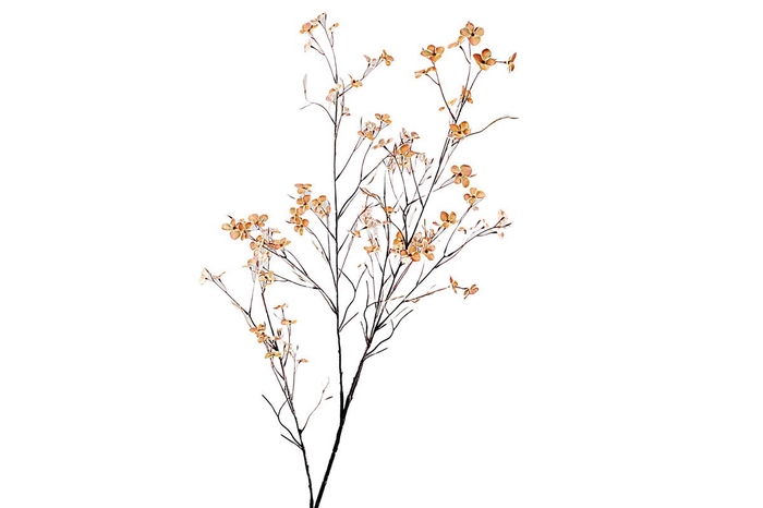 <h4>Blossom Spray Brown</h4>