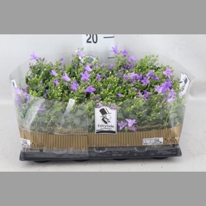 Campanula porten. 'Get Mee'