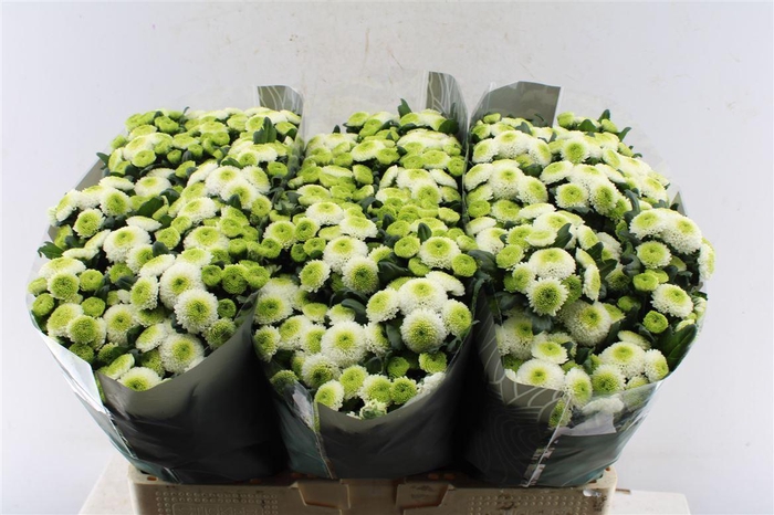 <h4>Chr Santini Maverick</h4>