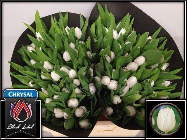 <h4>TU EN ROYAL VIRGIN</h4>