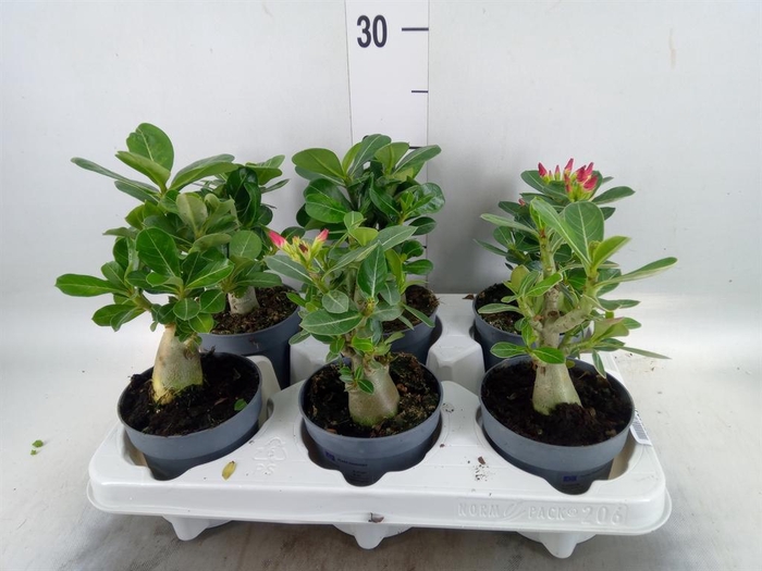 <h4>Adenium obesum</h4>