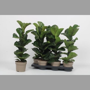 FICUS LYRATA BAMBINO