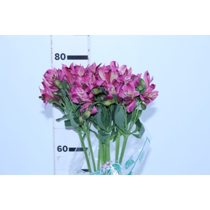 ALSTROEMERIA NAPOLI 080 CM