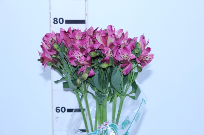 ALSTROEMERIA NAPOLI 080 CM
