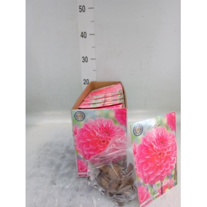 Dahlia   ...flowerbulbs