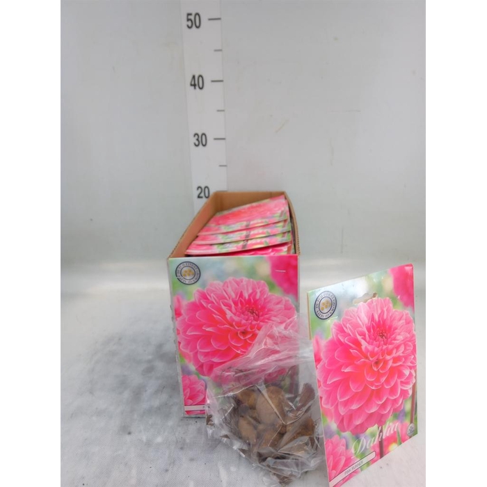 <h4>Dahlia   ...flowerbulbs</h4>