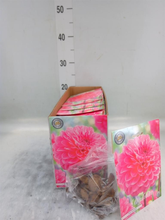 <h4>Dahlia ...flowerbulbs</h4>