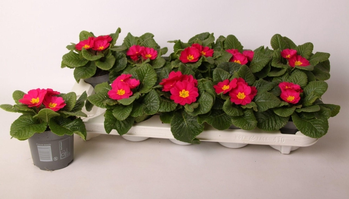 <h4>Primula ac. 'Cairo Rose'</h4>