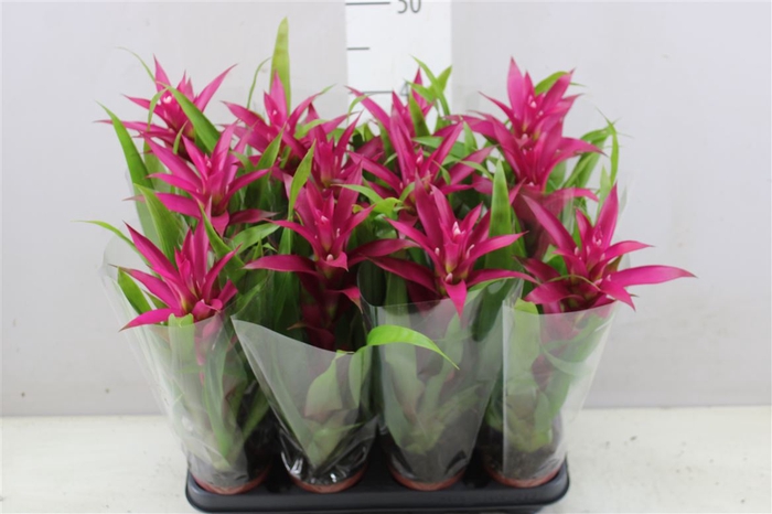 <h4>Guzmania Voila</h4>