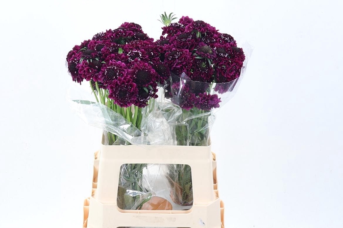 <h4>Scab At F Scoop D Pu</h4>