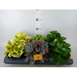 Peperomia   ...mix